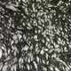 One of many fish kills triggered by the red tide in Florida this summer.